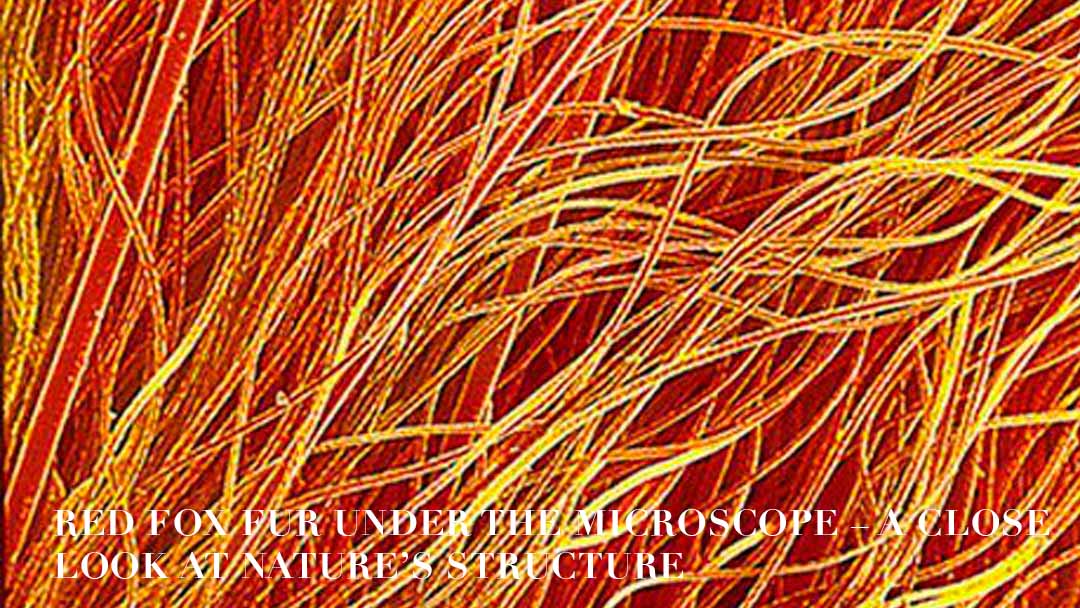 Fur Structure and Its Role in Heat Retention